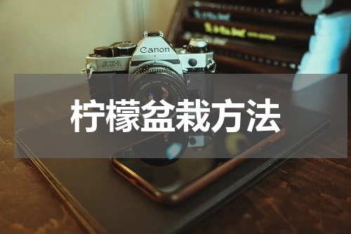 柠檬盆栽方法