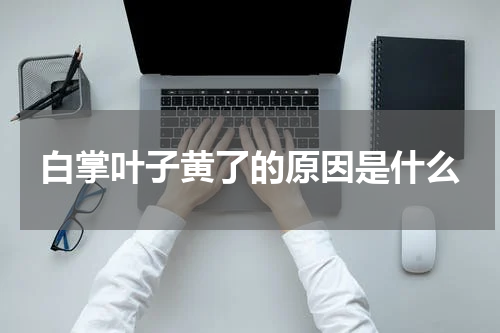 白掌叶子黄了的原因是什么