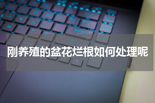 刚养殖的盆花烂根如何处理呢