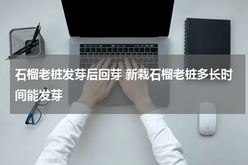 石榴老桩发芽后回芽 新栽石榴老桩多长时间能发芽