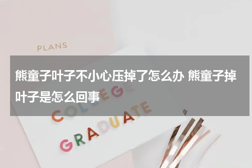 熊童子叶子不小心压掉了怎么办 熊童子掉叶子是怎么回事