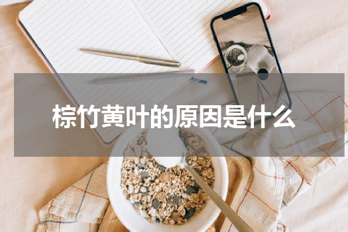 棕竹黄叶的原因是什么