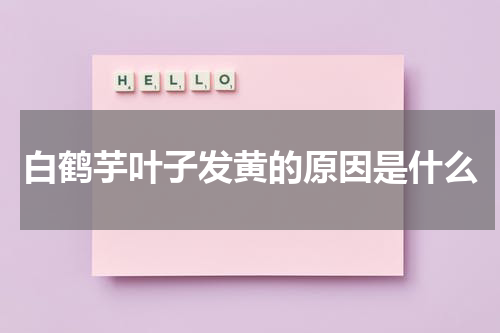 白鹤芋叶子发黄的原因是什么