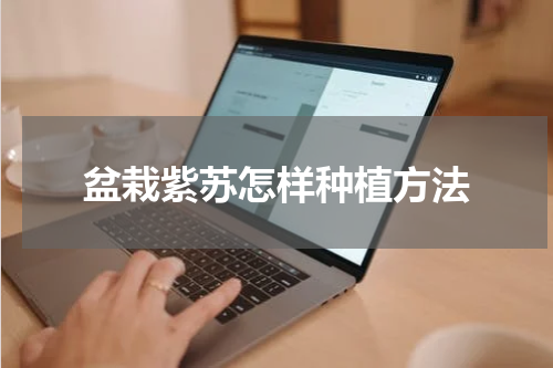 盆栽紫苏怎样种植方法