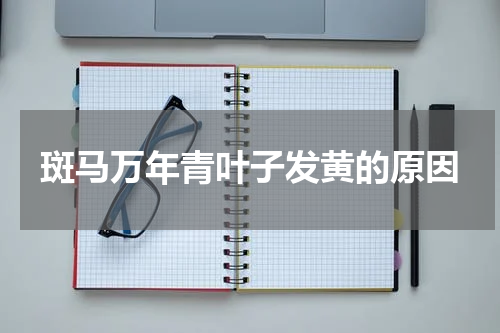 斑马万年青叶子发黄的原因
