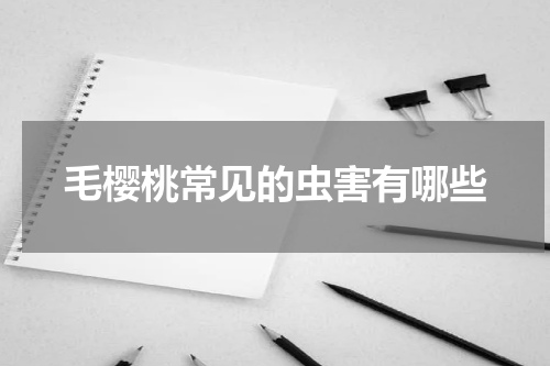 毛樱桃常见的虫害有哪些