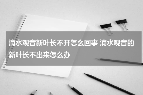 滴水观音新叶长不开怎么回事 滴水观音的新叶长不出来怎么办