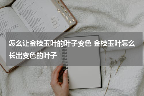 怎么让金枝玉叶的叶子变色 金枝玉叶怎么长出变色的叶子