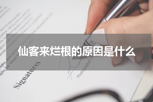 仙客来烂根的原因是什么