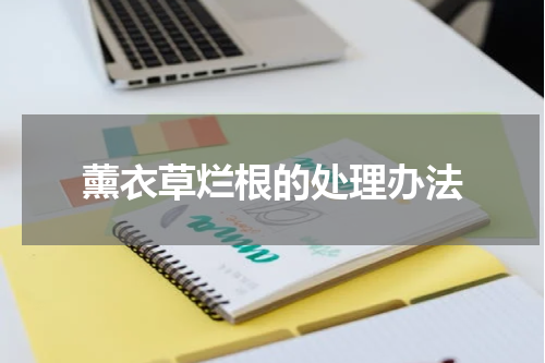 薰衣草烂根的处理办法