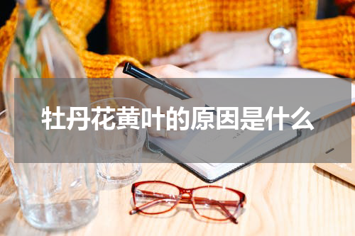 牡丹花黄叶的原因是什么