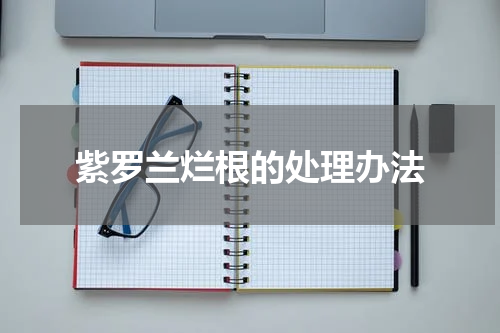 紫罗兰烂根的处理办法