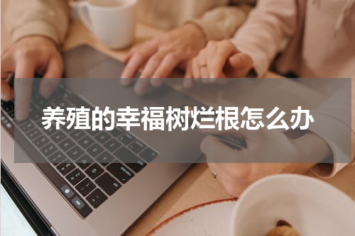 养殖的幸福树烂根怎么办