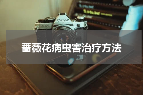 蔷薇花病虫害治疗方法