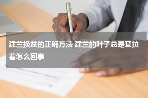 建兰换盆的正确方法 建兰的叶子总是耷拉着怎么回事