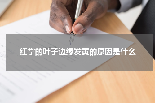 红掌的叶子边缘发黄的原因是什么