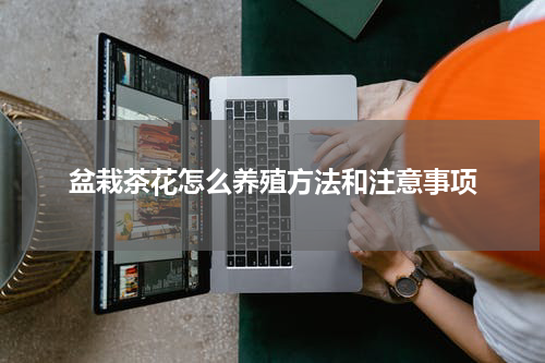 盆栽茶花怎么养殖方法和注意事项