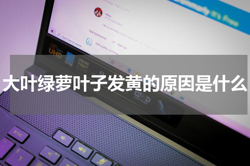 大叶绿萝叶子发黄的原因是什么
