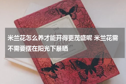 米兰花怎么养才能开得更茂盛呢 米兰花需不需要摆在阳光下暴晒