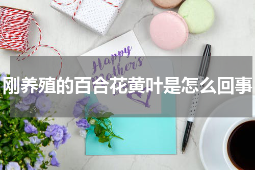 刚养殖的百合花黄叶是怎么回事