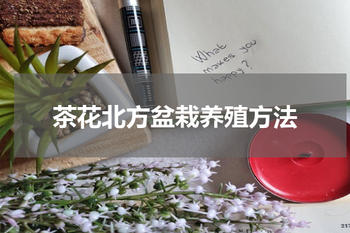 茶花北方盆栽养殖方法
