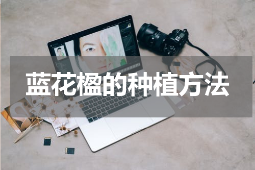 蓝花楹的种植方法