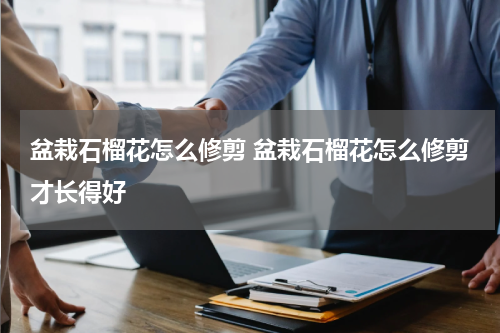 盆栽石榴花怎么修剪 盆栽石榴花怎么修剪才长得好