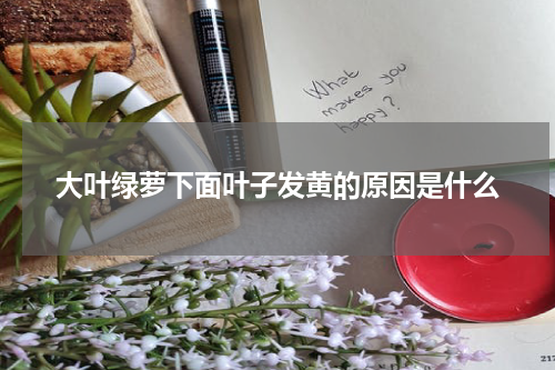大叶绿萝下面叶子发黄的原因是什么