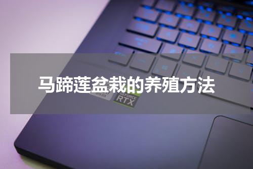 马蹄莲盆栽的养殖方法
