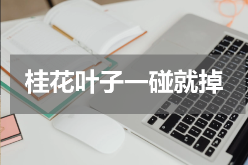 桂花叶子一碰就掉