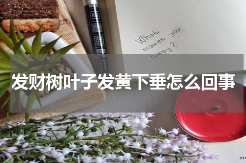 发财树叶子发黄下垂怎么回事
