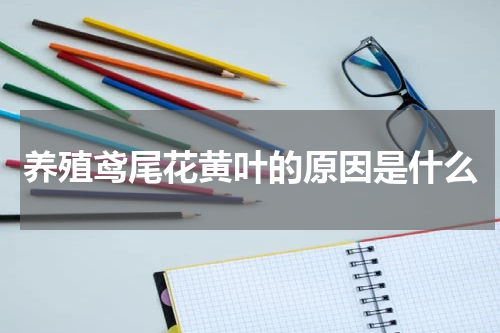 养殖鸢尾花黄叶的原因是什么