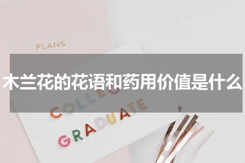 木兰花的花语和药用价值是什么