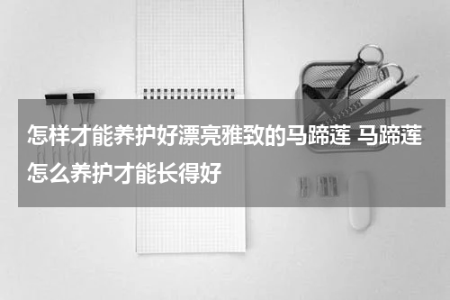 怎样才能养护好漂亮雅致的马蹄莲 马蹄莲怎么养护才能长得好