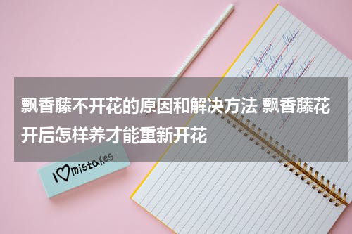 飘香藤不开花的原因和解决方法 飘香藤花开后怎样养才能重新开花