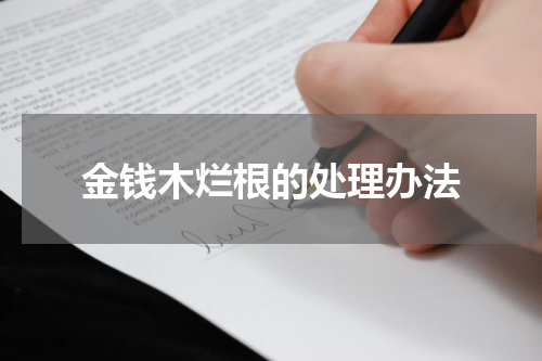 金钱木烂根的处理办法