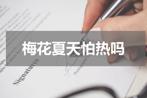 梅花夏天怕热吗