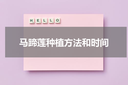 马蹄莲种植方法和时间