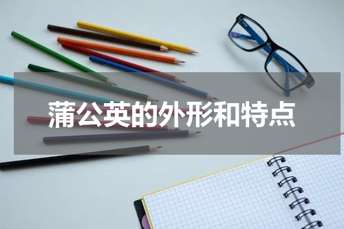 蒲公英的外形和特点