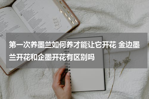 第一次养墨兰如何养才能让它开花 金边墨兰开花和企墨开花有区别吗