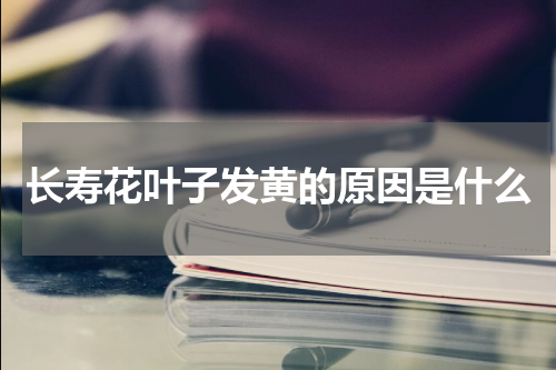 长寿花叶子发黄的原因是什么