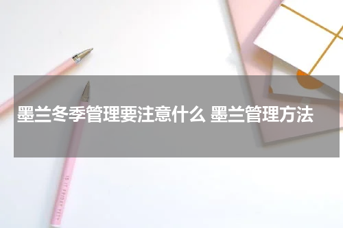 墨兰冬季管理要注意什么 墨兰管理方法
