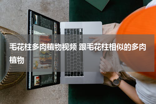 毛花柱多肉植物视频 跟毛花柱相似的多肉植物