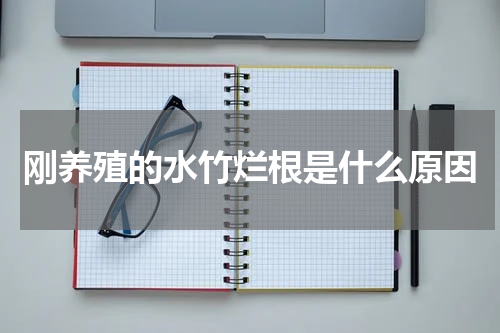 刚养殖的水竹烂根是什么原因