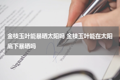 金枝玉叶能暴晒太阳吗 金枝玉叶能在太阳底下暴晒吗