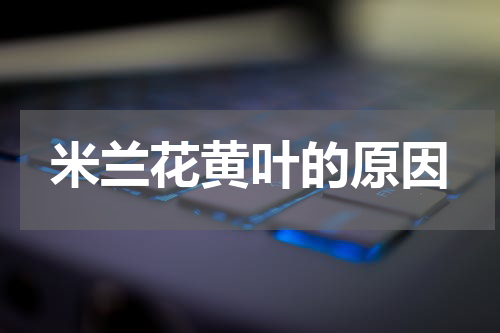 米兰花黄叶的原因
