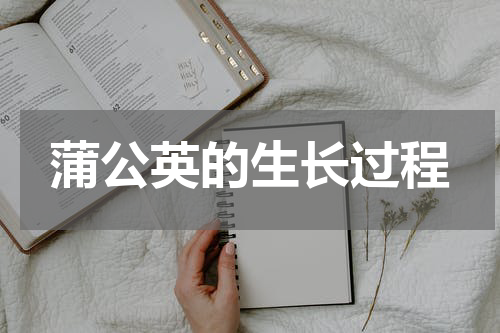蒲公英的生长过程