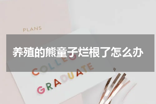 养殖的熊童子烂根了怎么办