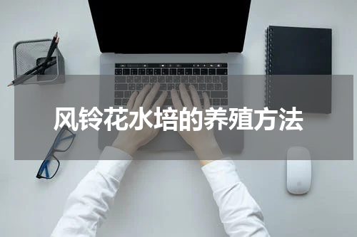 风铃花水培的养殖方法