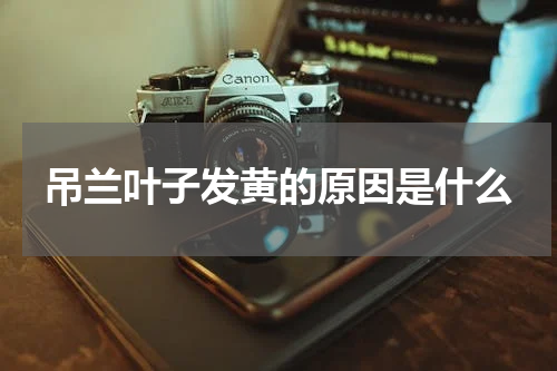 吊兰叶子发黄的原因是什么